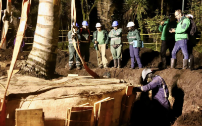 La palma de cera del parque La Independencia fue trasladada y reubicada